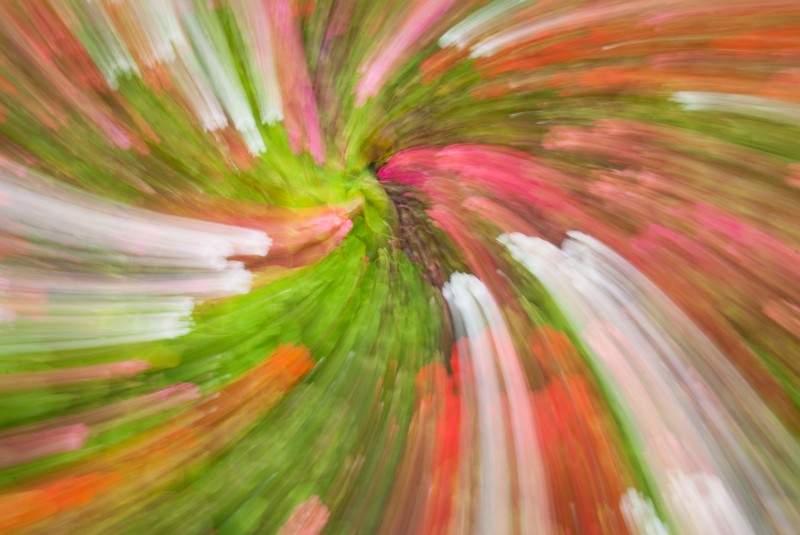 Rotating and zooming during a long exposure of this group of flowers in Princes Street Gardens, Edinburgh produces an abstract twirl of colours