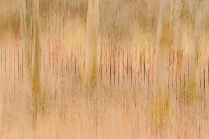 Impressionist photography using the panning technique in the forest of Blackford Hill, Edinburgh in the winter