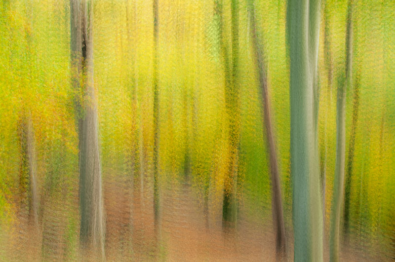 Multiple in camera exposures of a fall forest to create an impressionist photograph