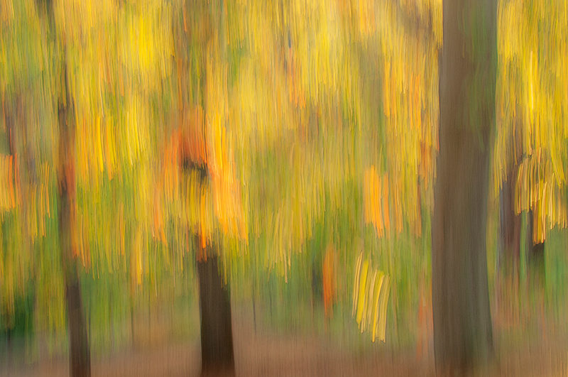 Panning the camera to create an impressionist photography of an autumn forest