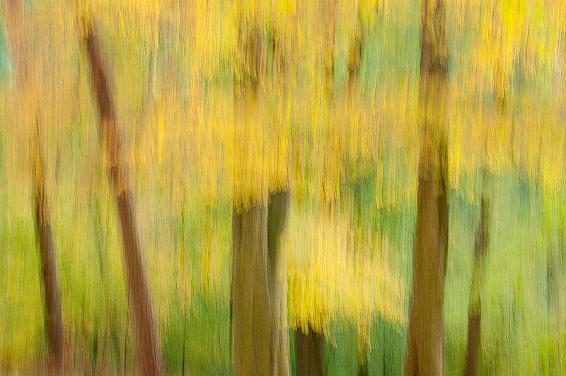 Panning the camera to create an impressionist photography of an autumn forest