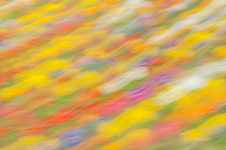 Colour abstract obtained by panning the camera over a bed of spring flowers
