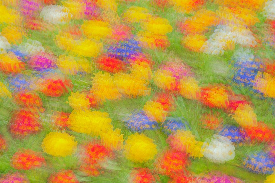 Colour abstract obtained with multiple exposures of a bed of spring flowers