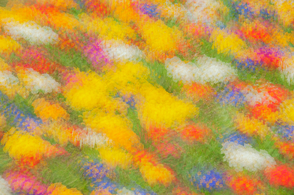 Colour abstract obtained with multiple exposures of a bed of spring flowers