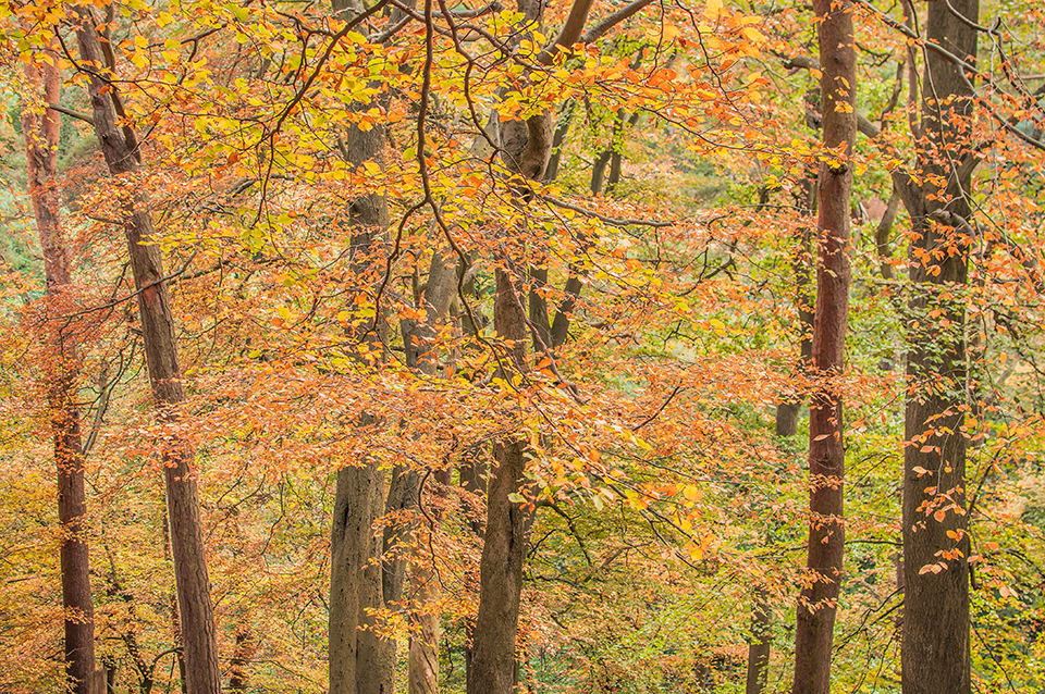 Fall forest, Blackford Hill, Edinburgh