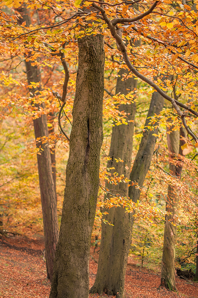 Fall forest, Blackford Hill, Edinburgh
