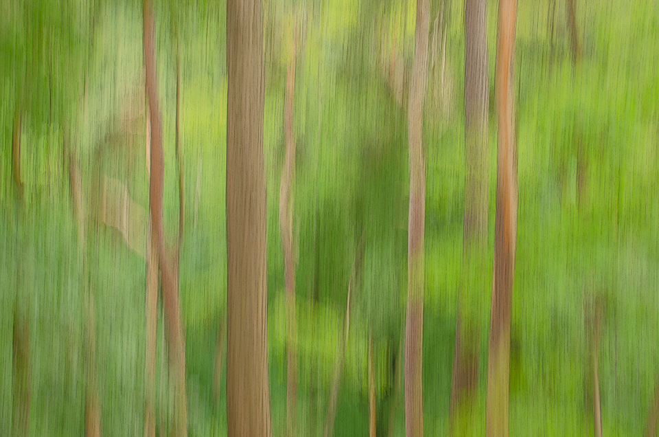Camera pan during long exposure in the forest, Blackford Hill, Edinburgh
