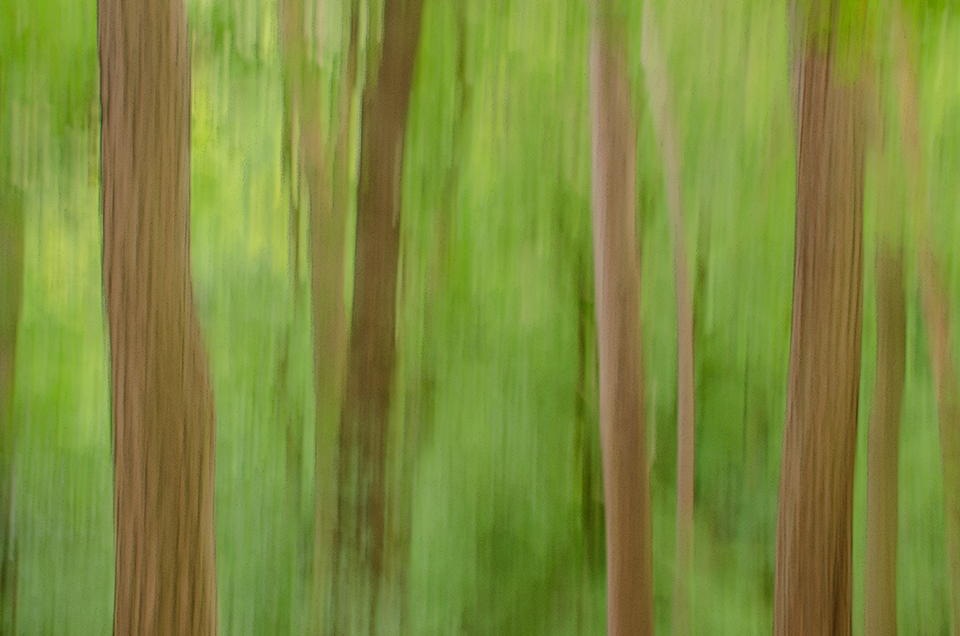 Camera pan during long exposure in the forest, Blackford Hill, Edinburgh