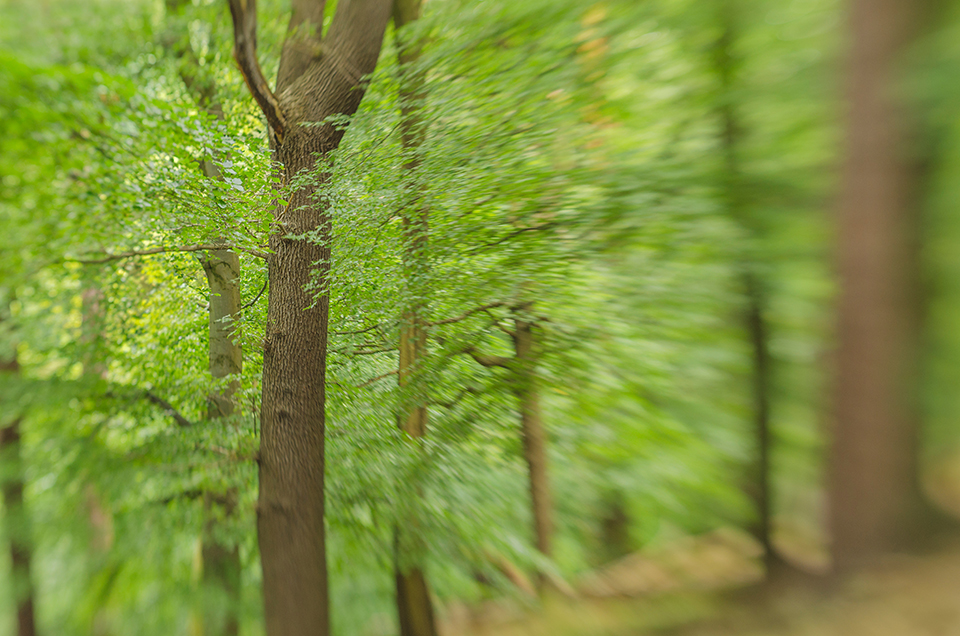 Lensbaby photograph of forest