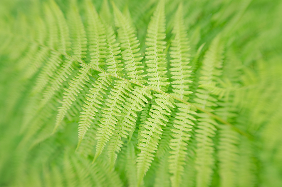 close up Lensbaby photograph of fern