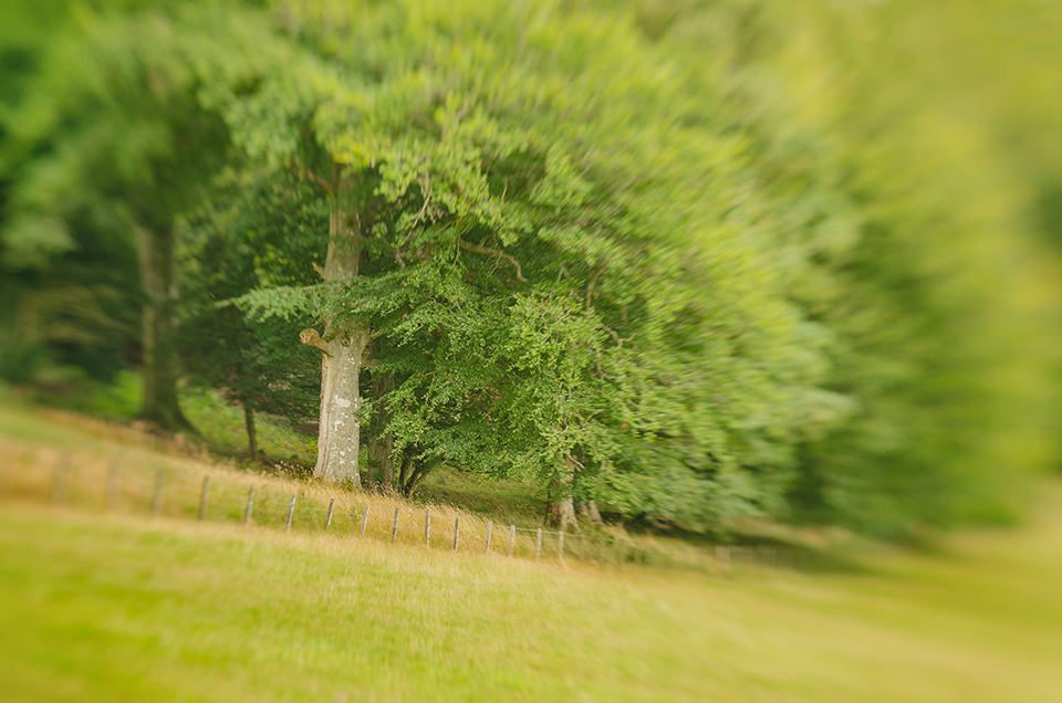 Lensbaby photograph of tree