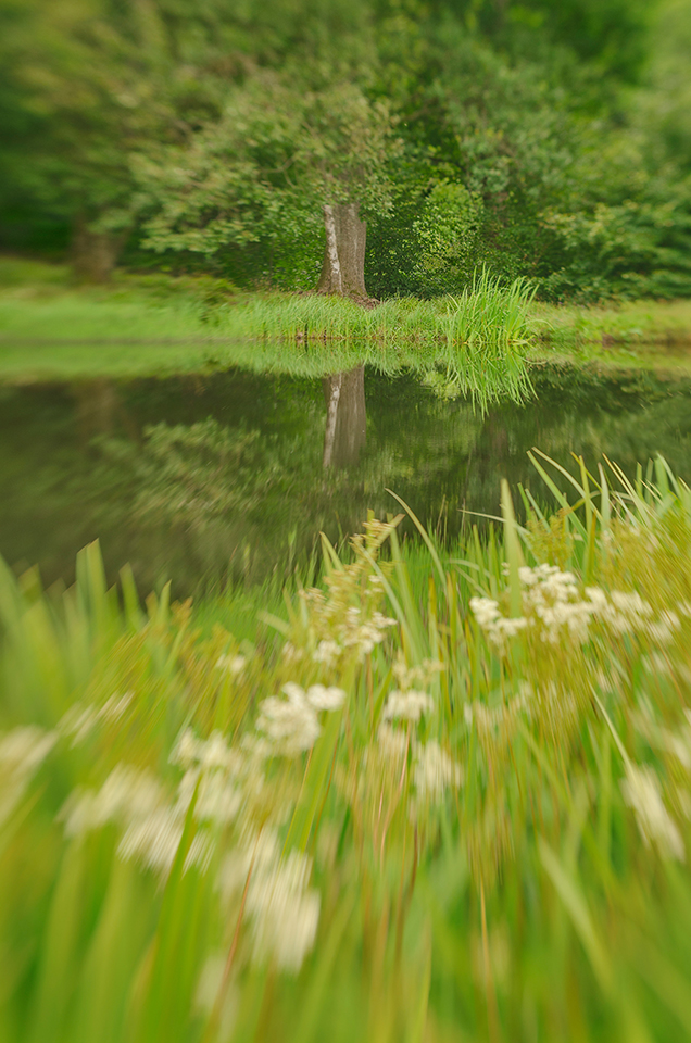 Lensbaby photograph of a tree by a pond