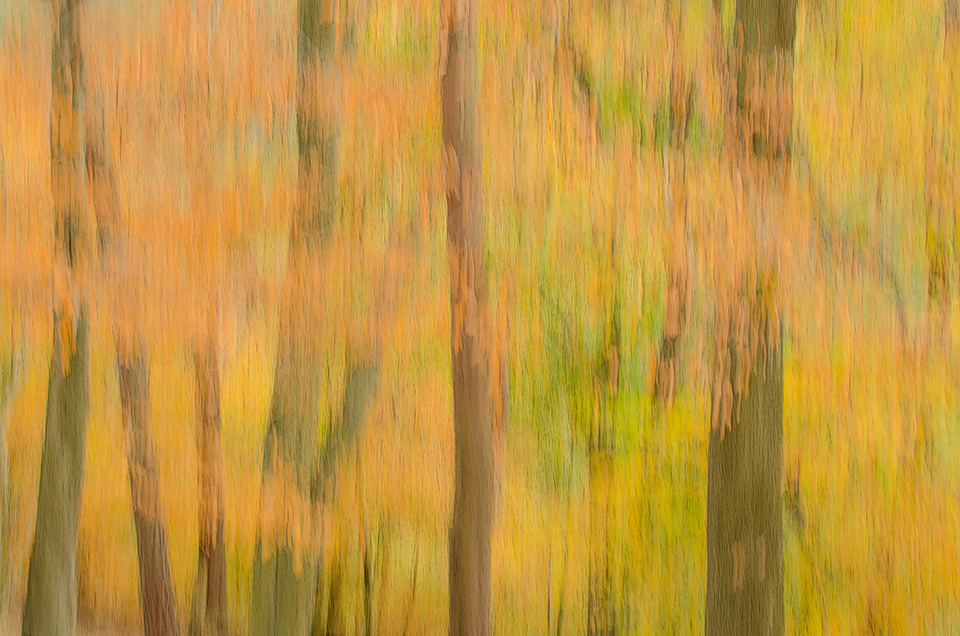 Fall forest impressionism