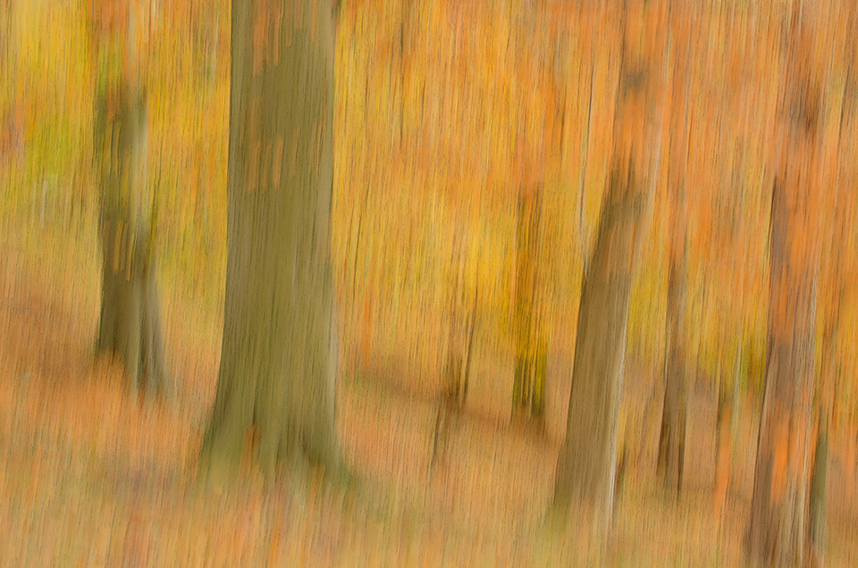 Fall forest impressionism