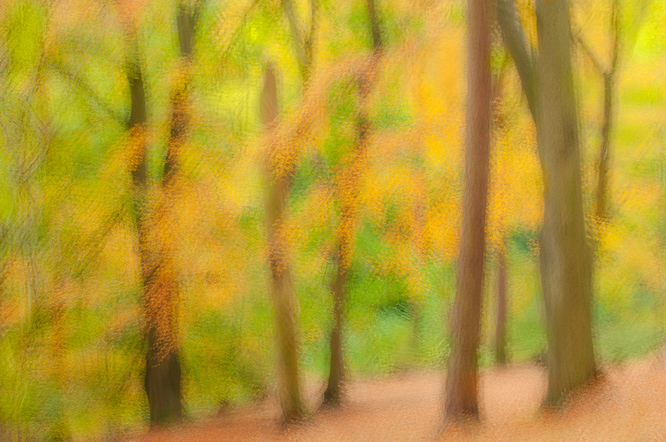 Fall forest landscape using multiple exposures