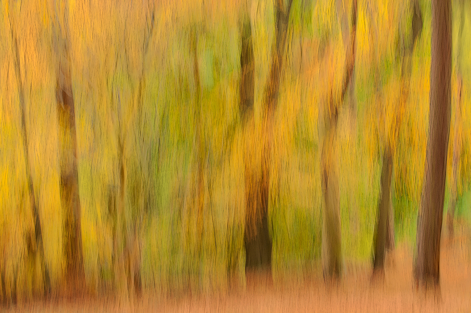 Fall forest/woodland landscape shot with panning the camera