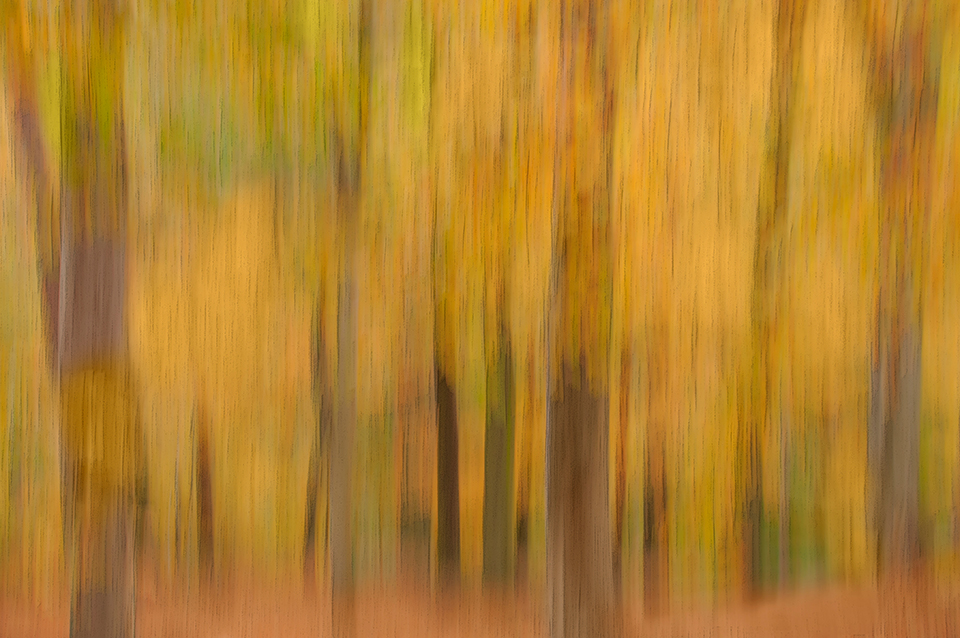 Fall forest/woodland landscape shot with  panning the camera