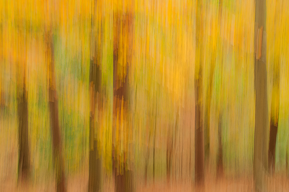 Fall forest/woodland landscape shot with  panning the camera