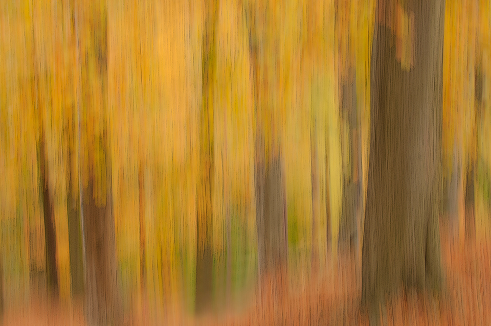 Autumn forest/woodland landscape shot with panning the camera downwards.