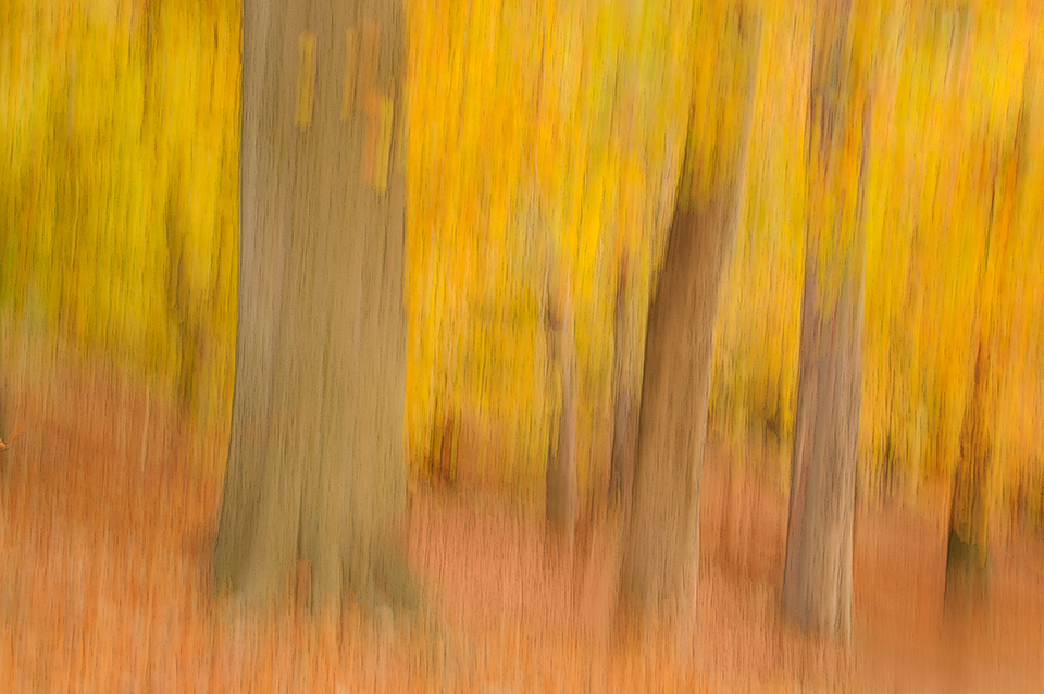 Autumn forest/woodland landscape shot with panning the camera downwards.