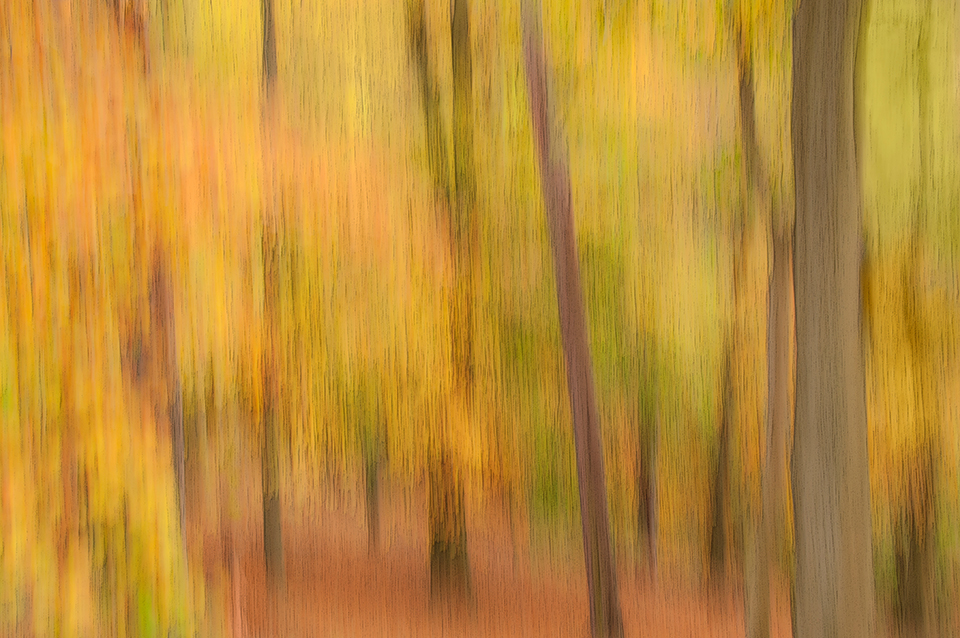 Autumn forest/woodland landscape shot while panning the camera downwards