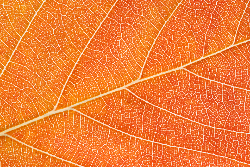 Closeup of a red autumn leaf