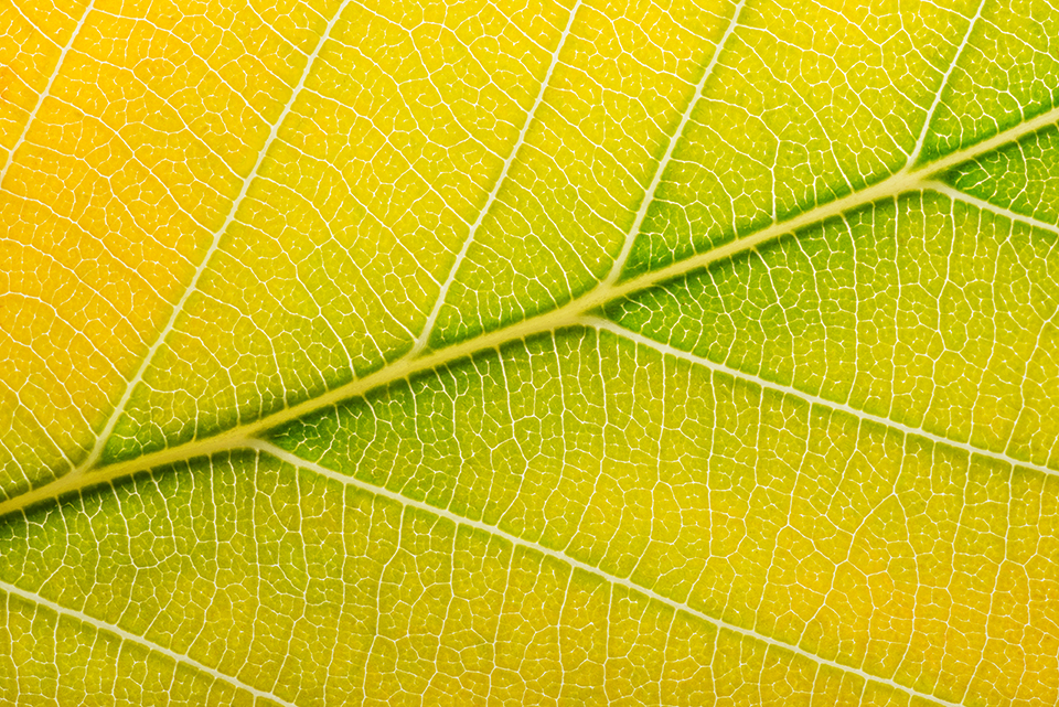 closeup of ywllow and green autumn leaf