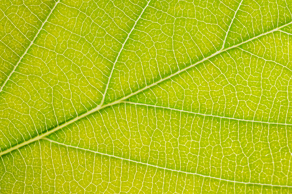 Green and yellow leaf macro photograph