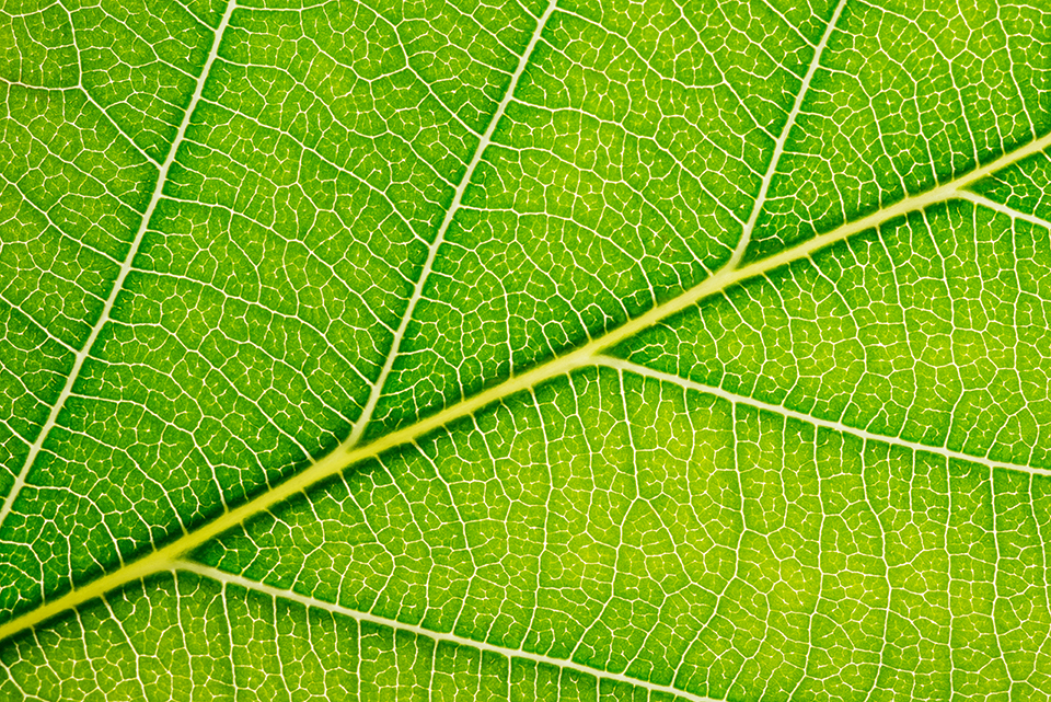 Green autumn leaf with hints of yellow backlit closeup