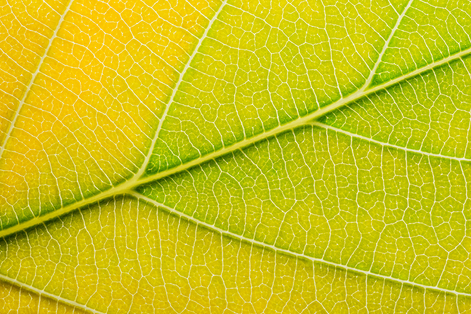 Backlit macro closeup of yellow autumn leaf with hints of green