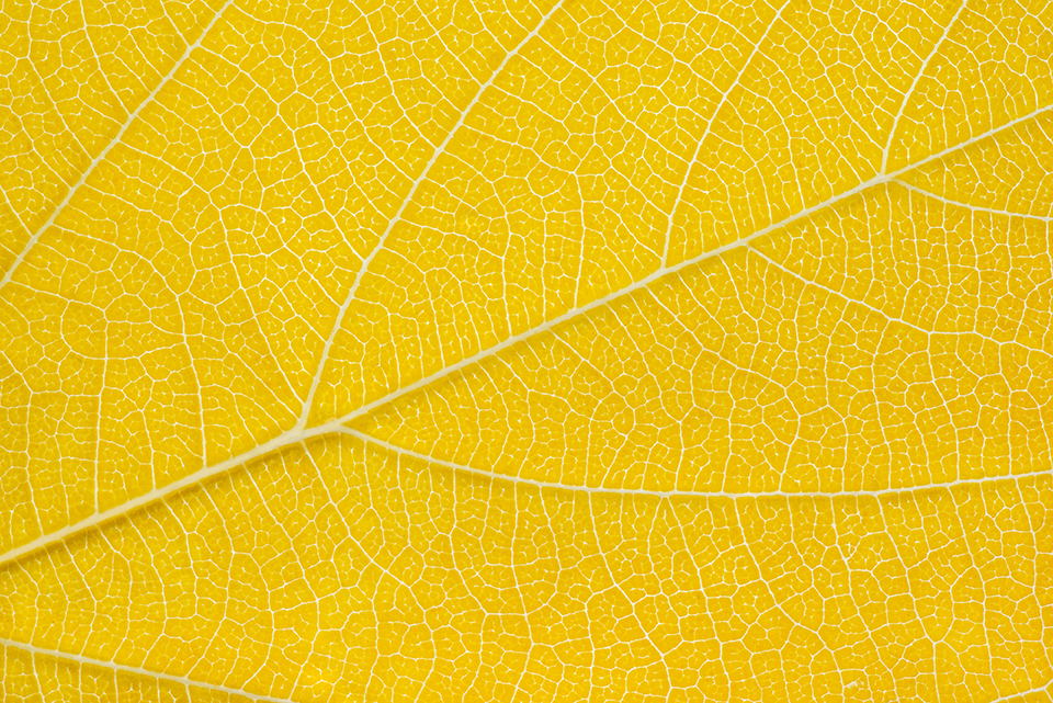 closeup photograph of an autumn leaf turned yellow