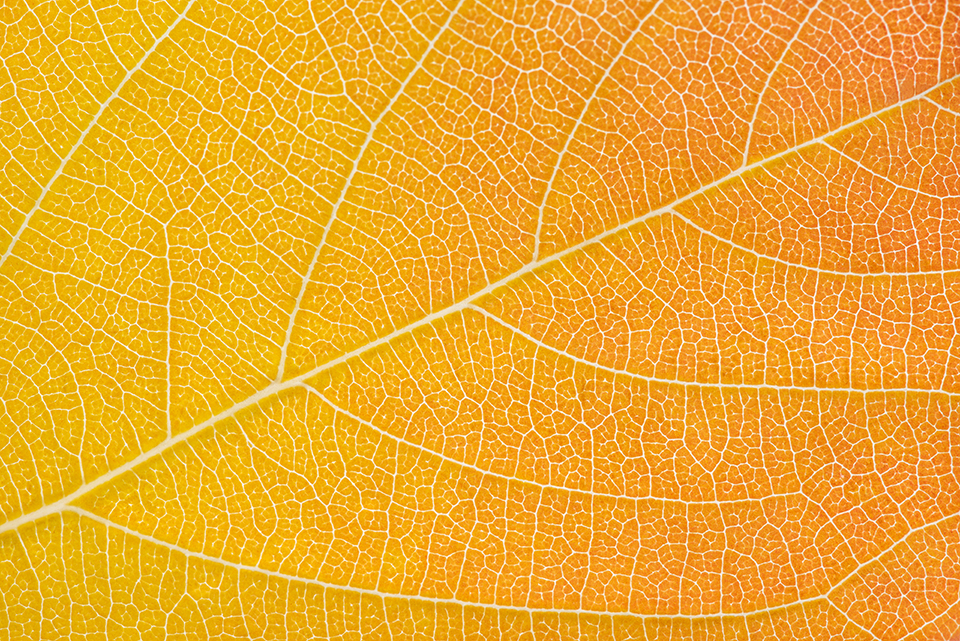 closeup or another variation of an orange and red leaf.