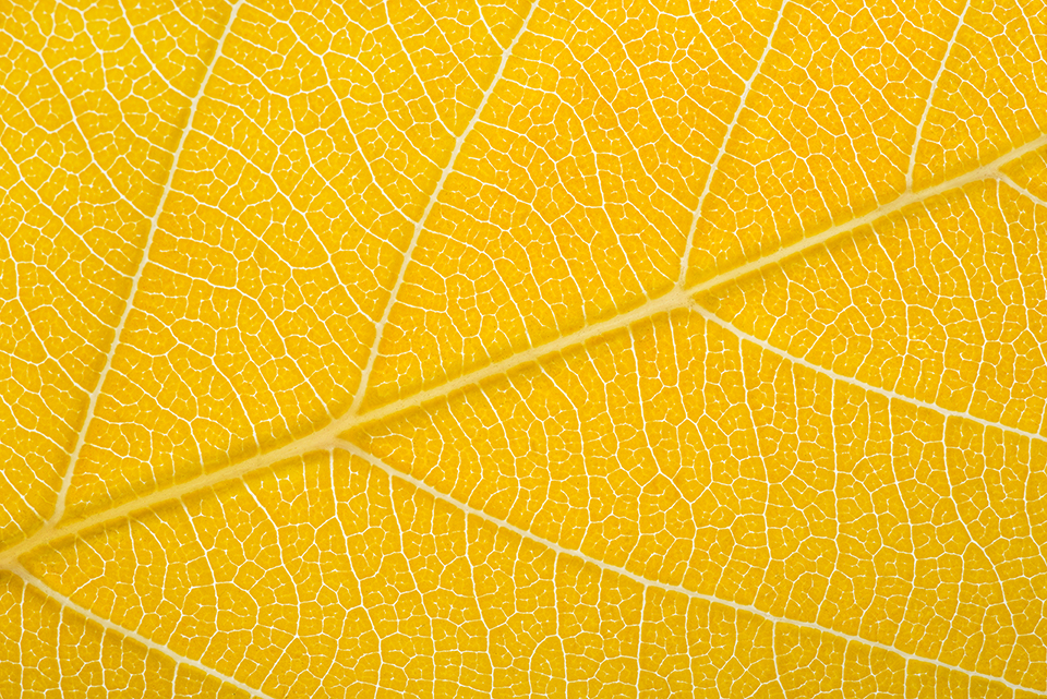 backlit closeup of vibrant yellow autumn leaf