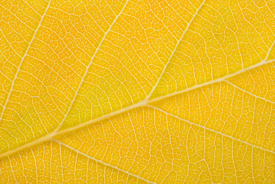 closeup of yellow antumn leaf