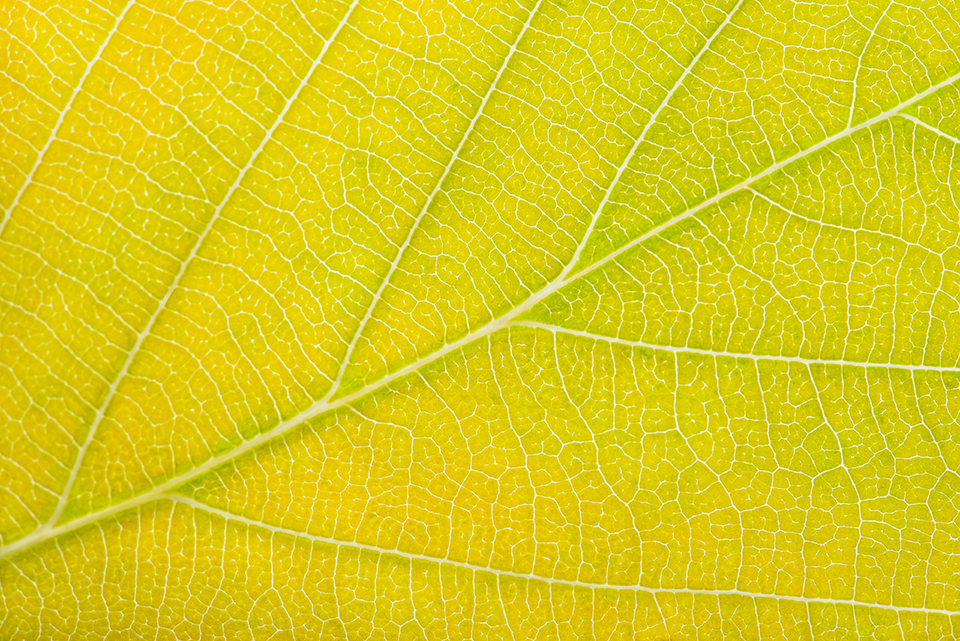 closeup photograph of a yellow autumn leaf with subtle hints of green