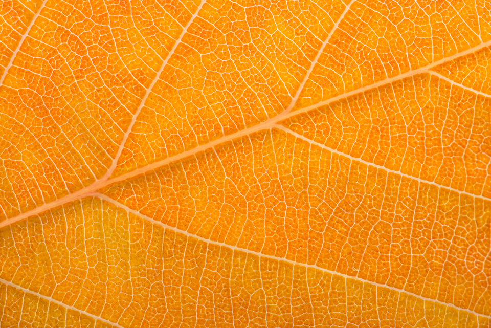 in this closeup, the orange colour is giving way to red