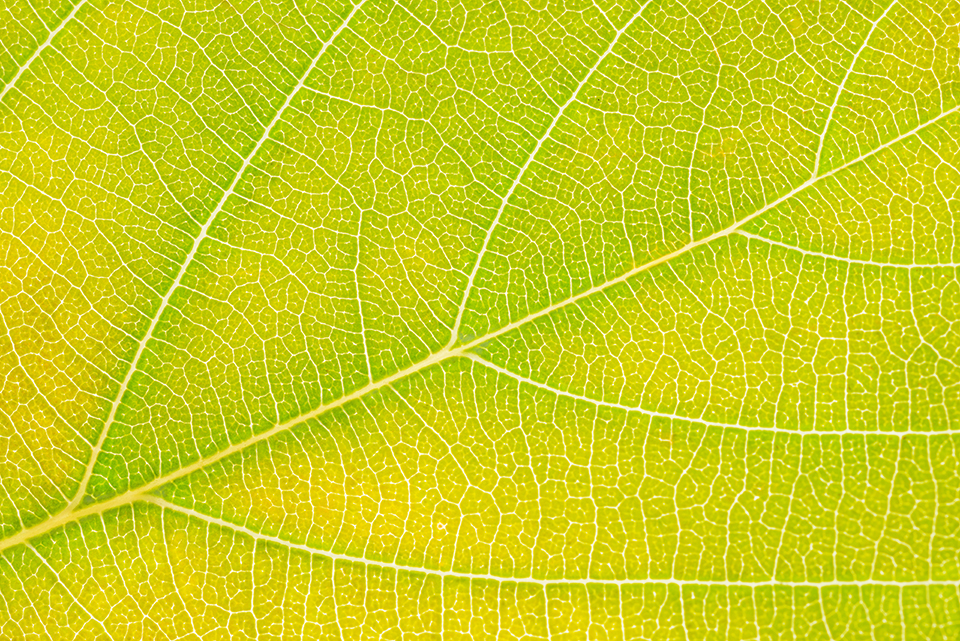 Green and yellow leaf closeup, backlit by a small flash