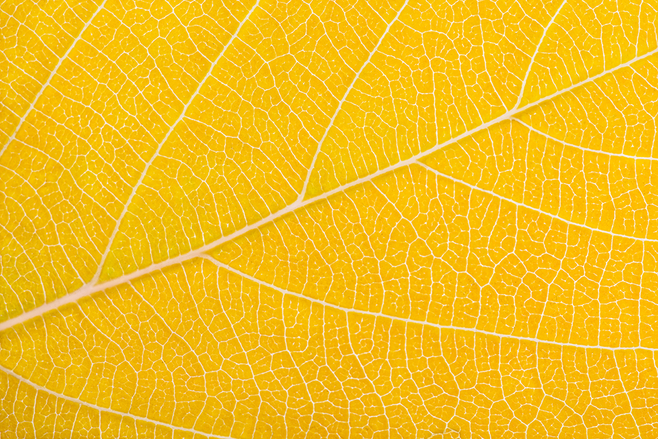closeup of vibrant yellow autumn leaf