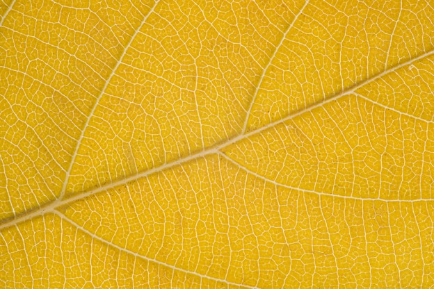 Yellow autumn leaf. The multiple lines create an interesting design.