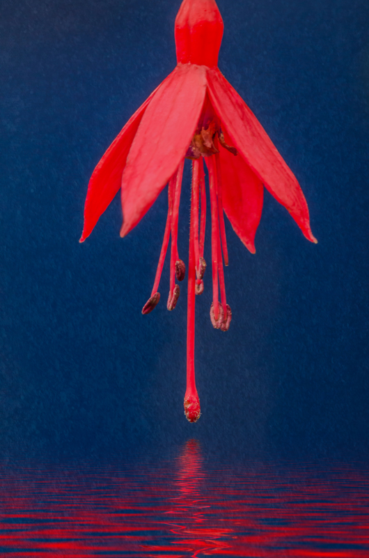 Red flower and reflection against a blue background