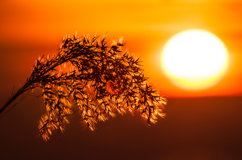 Close-up of reed with out of focus setting sun in background , taken in Lausanne Switzerland