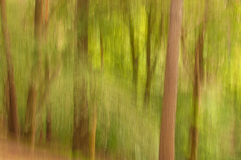Another Blackford Hill Edinburgh impressionist picture of spring forest using the panning technique