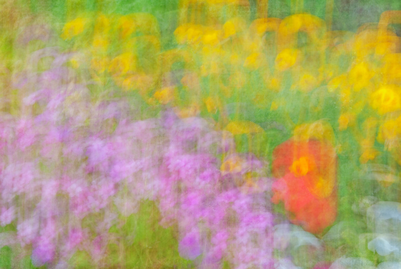 Colour abstract of flowers obtained by moving the camera during a long exposure, with a texture blended into the photograph in Photoshop