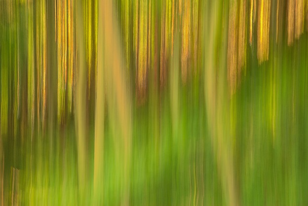 Panning impressionist photograph of summer forest