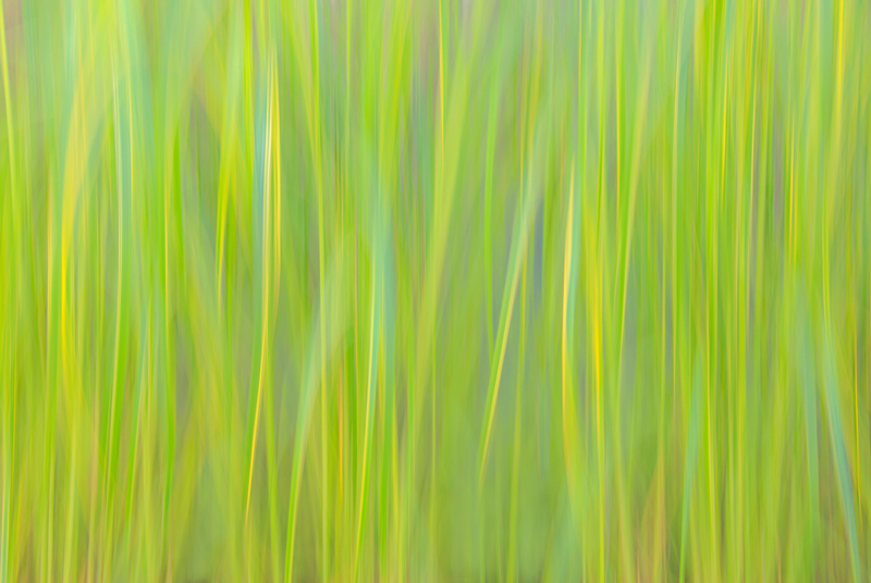 Abstract of plants, panning the camera up and down during a long exposure