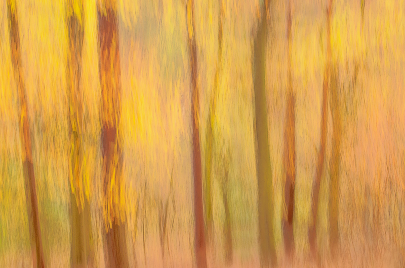 Panning picture of fall forest scene in Blackford Hill, Edinburgh, late fall