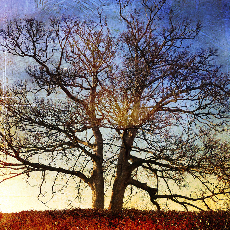 iPhone photograph of a lone tree in winter time edited with the DistressedFX app.