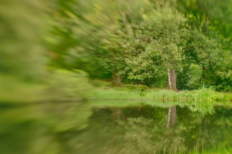 Lensbaby photograph of a tree by a pond