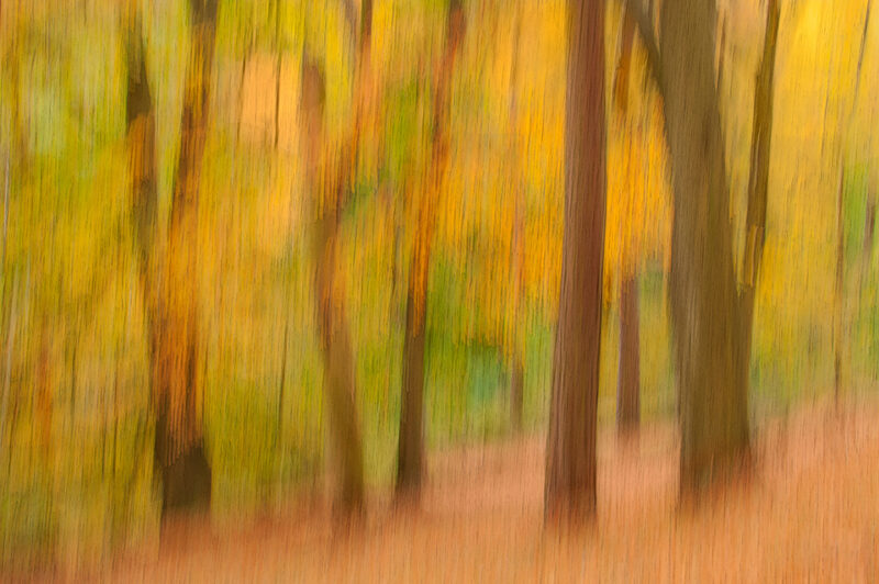Fall forest landscape with camera panning