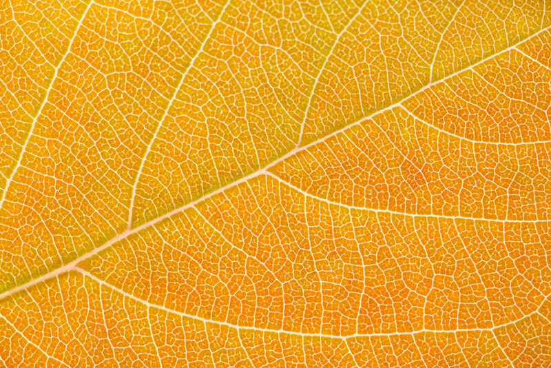close up of an orange autumn leaf with more touches of red.